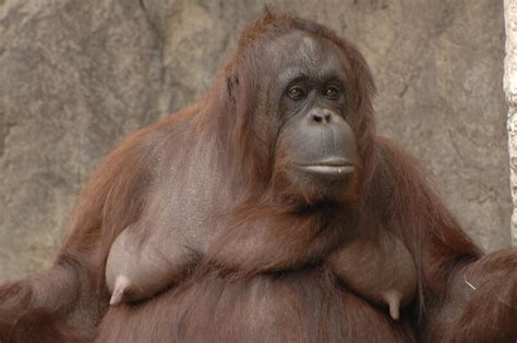 orangutan tits|Orangutan Tits Porn Videos